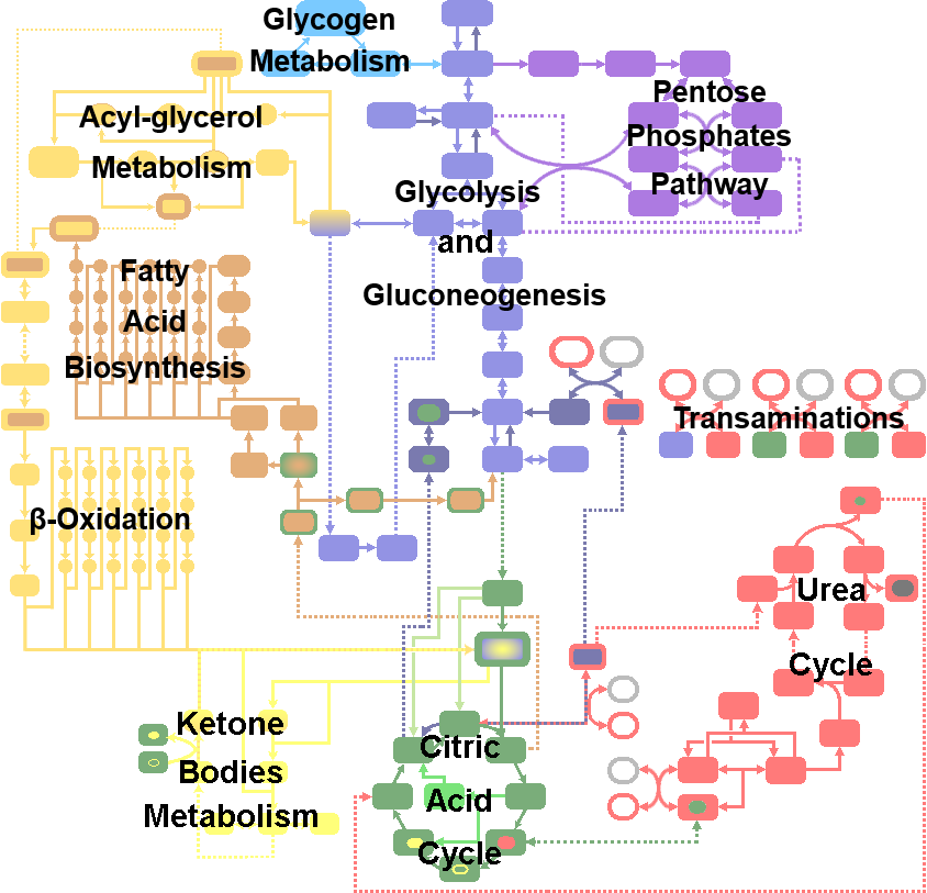 Chart Of Metabolic Pathways